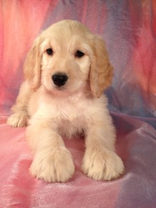 Golden Doodle Puppies for Sale Iowa Breeder 2012 